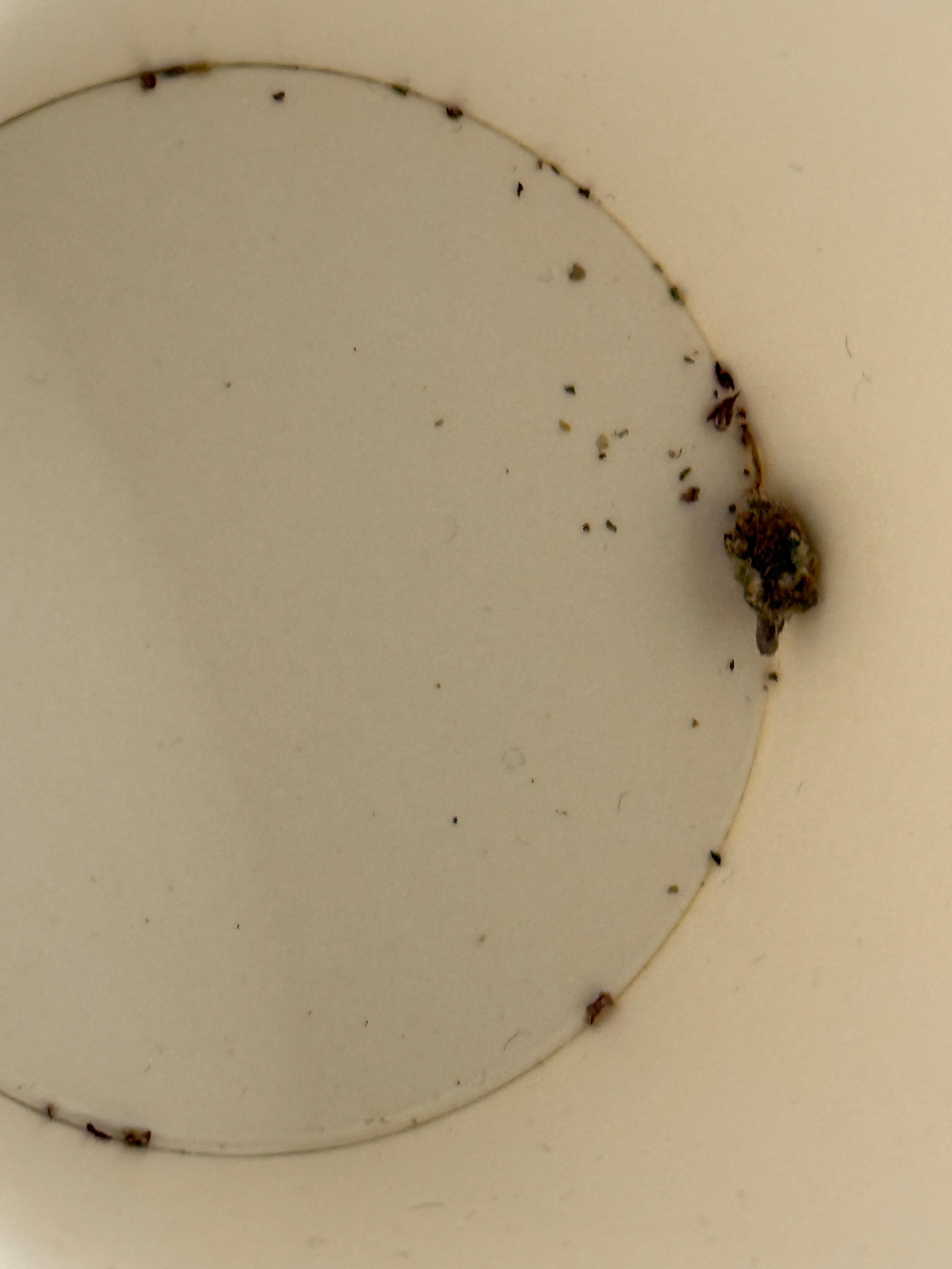 dead bugs in coffee cups