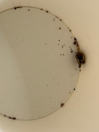 dead bugs in coffee cups
