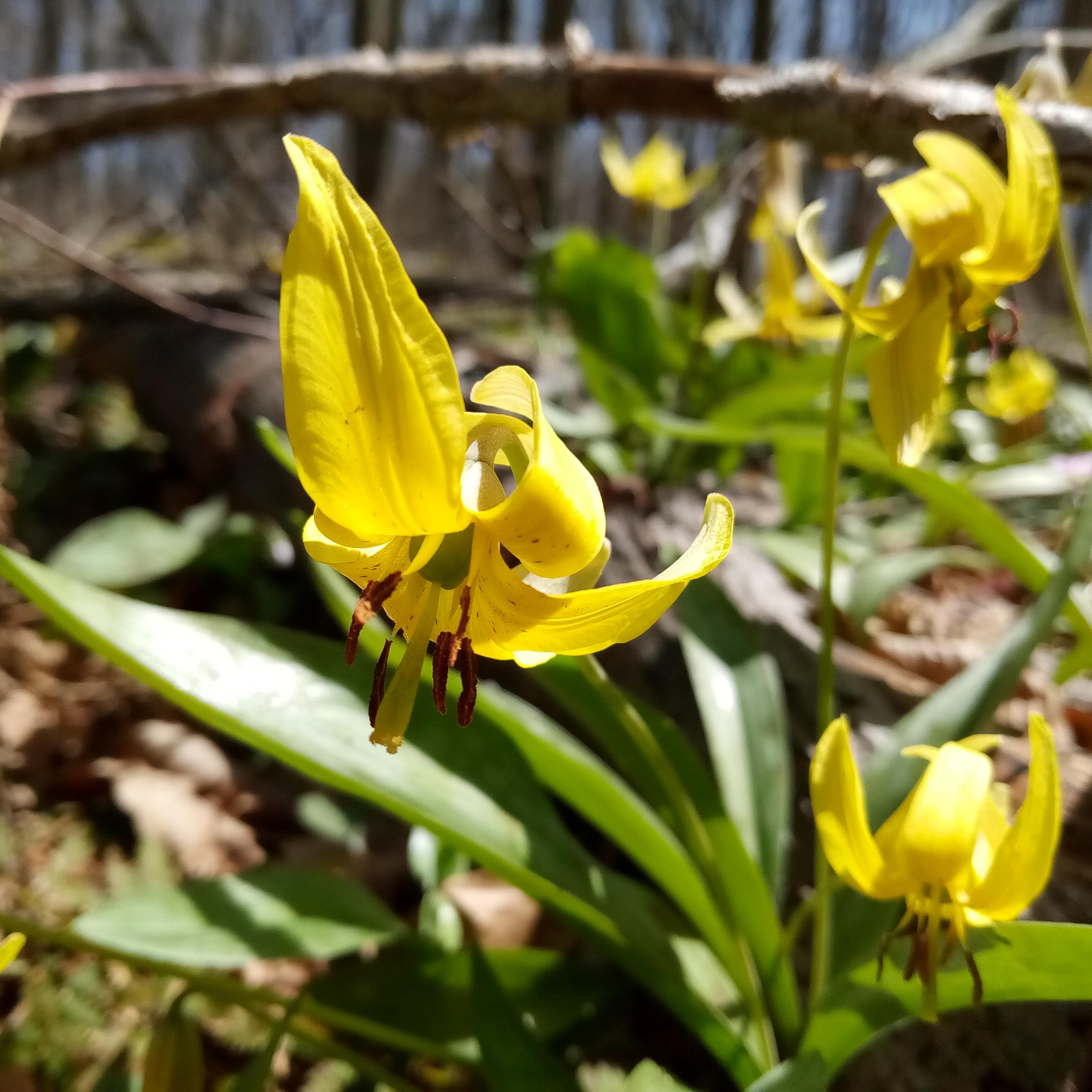 Jurassic-Park-Sized Trout Lilies on the Susquehannock Trail System Patterson State Park Hiking Trail.