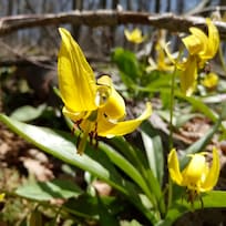 Jurassic-Park-Sized Trout Lilies on the Susquehannock Trail System Patterson State Park Hiking Trail.