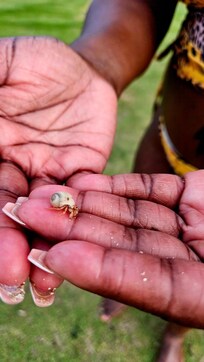 Baby Herman crabs enjoying a little walk