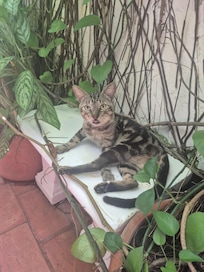 Friendly furry friend