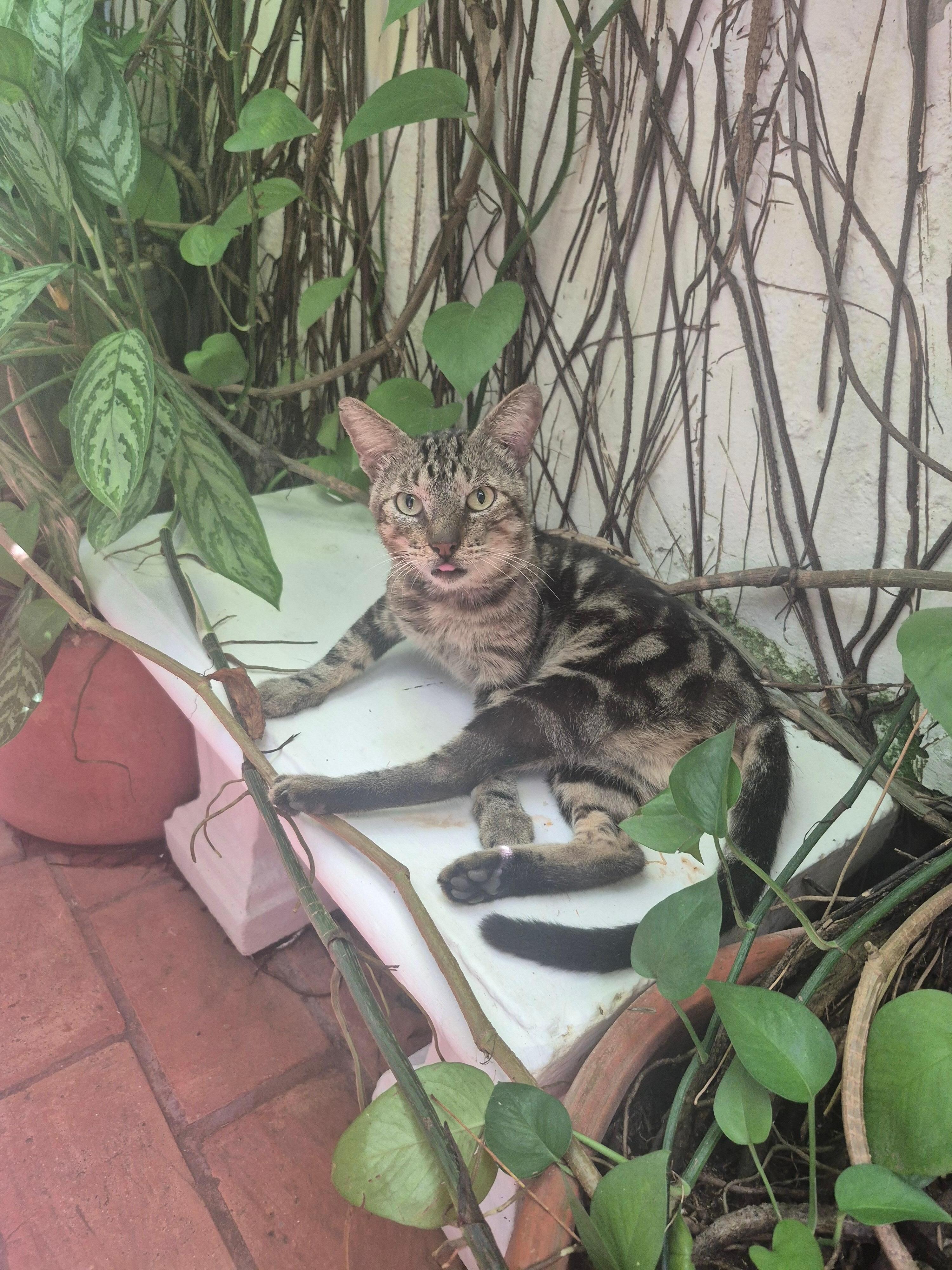Friendly furry friend