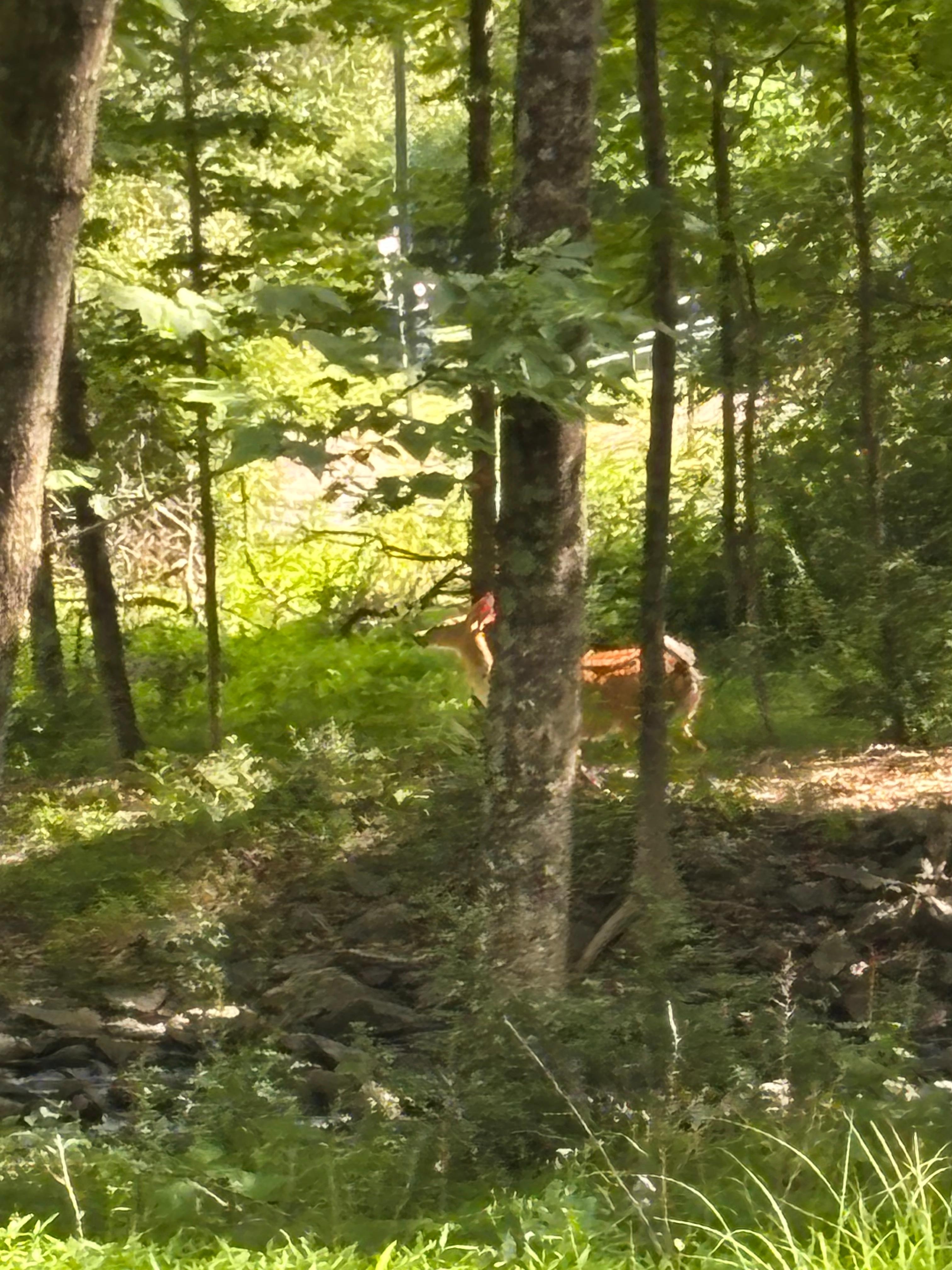 View from the back deck