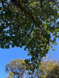 Wonderful songbird in this tree, but it’s hiding!