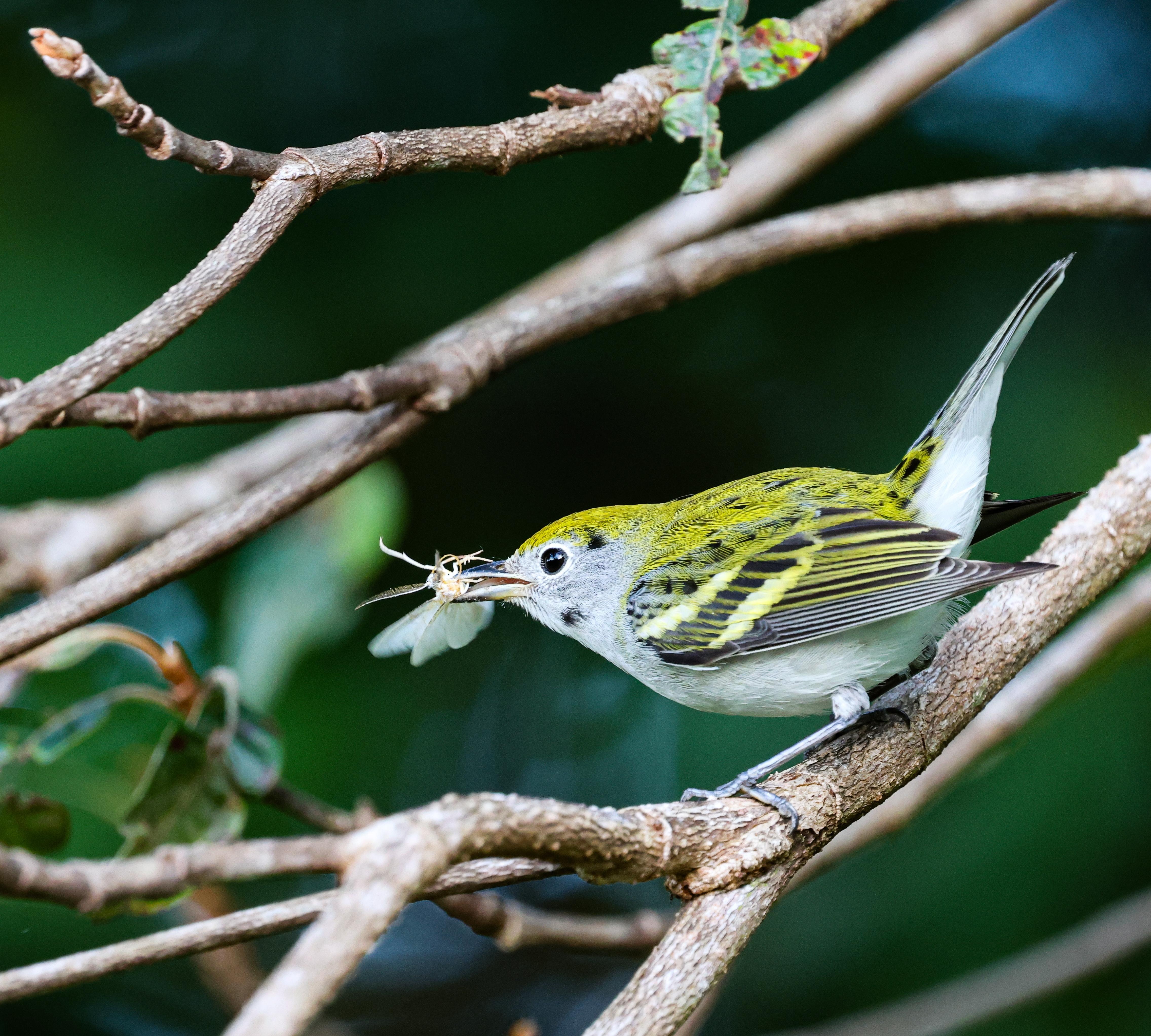 A birder’s slice of heaven