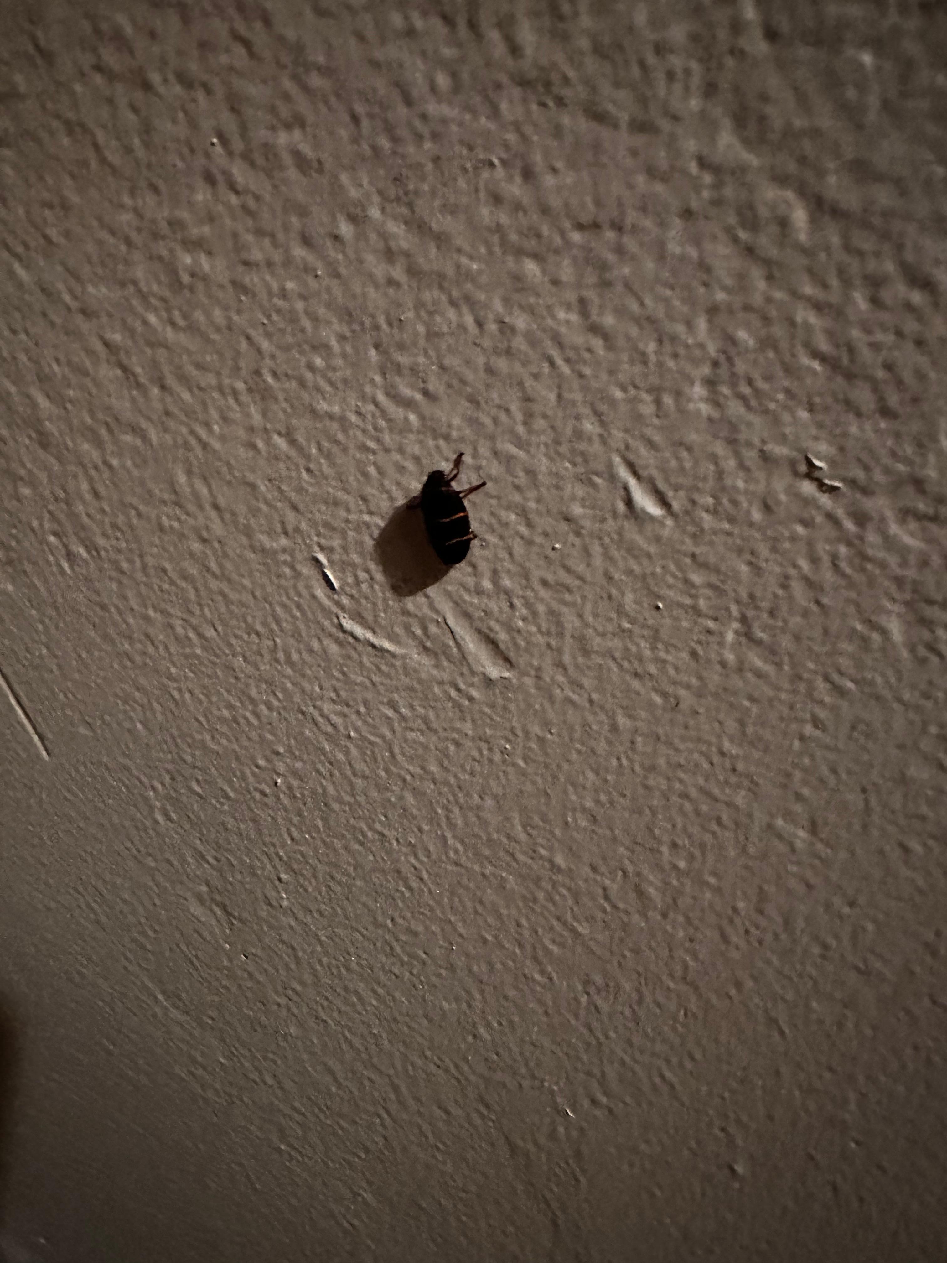 Bugs in livingroom