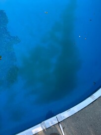 Algae in pool