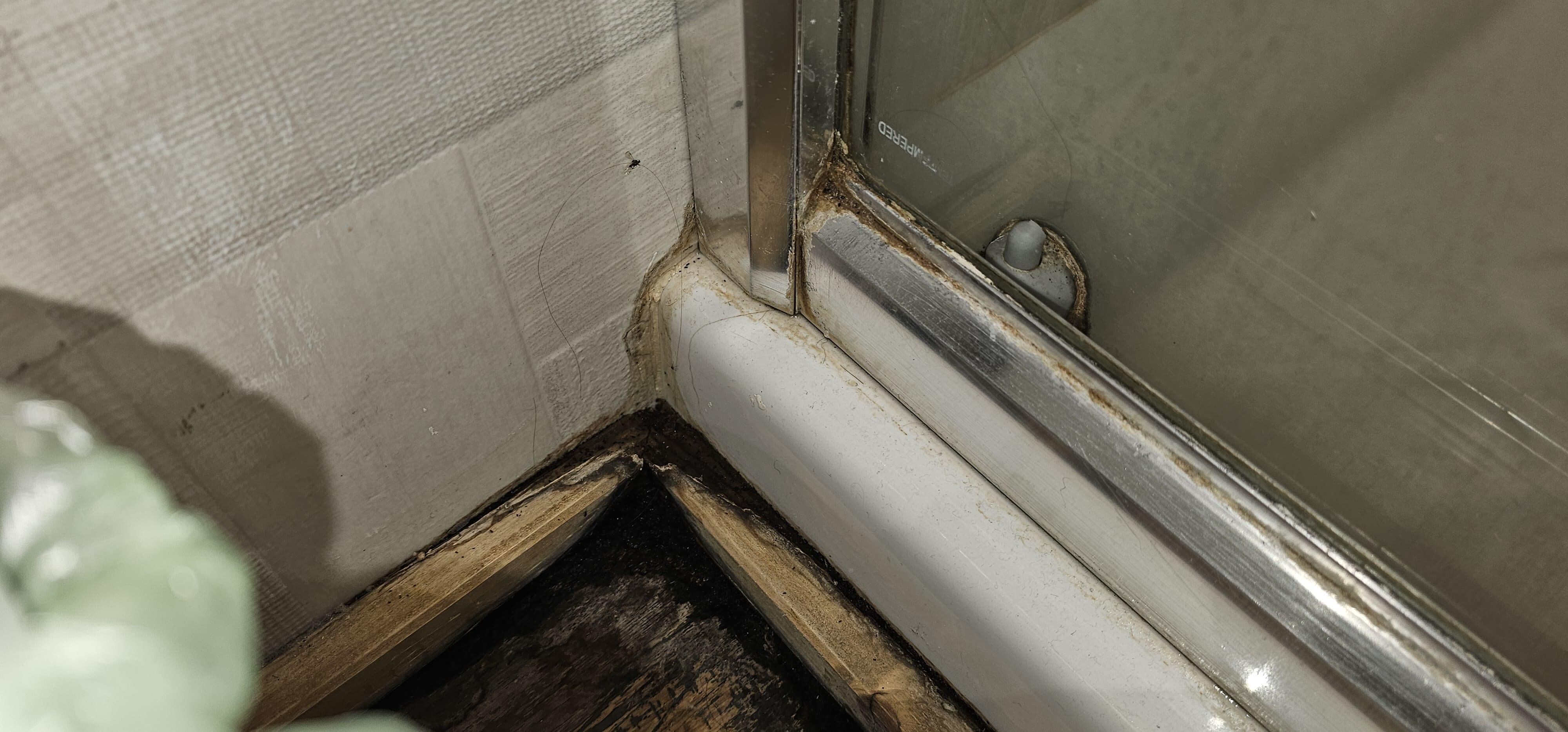 Bathroom floor/shower. Black mold (moldy smell)