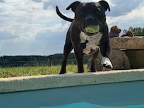 Pepito est aussi le bienvenue,,