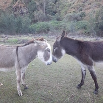 Donkey love ❤️