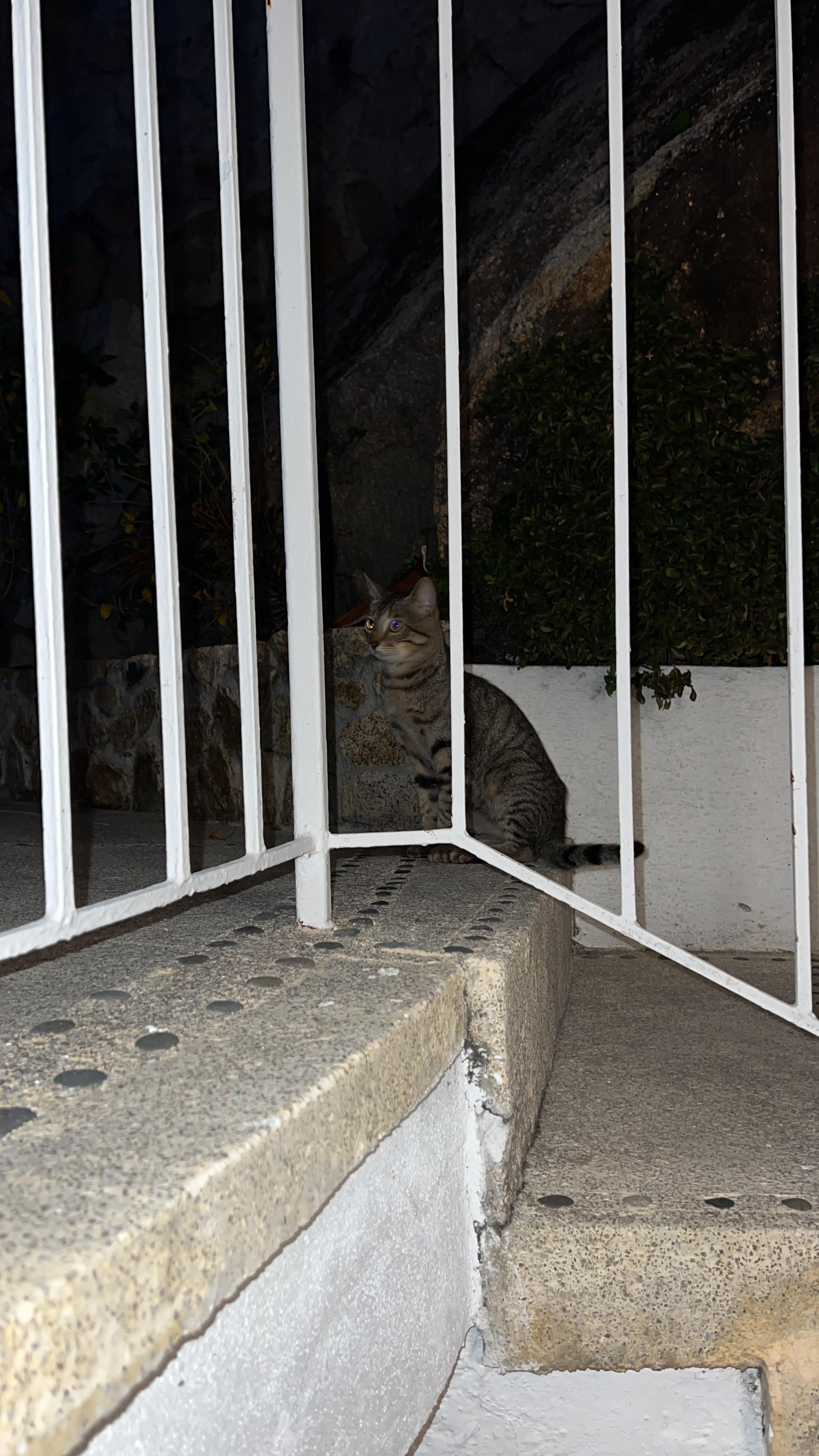 Este es uno de los gatitos residentes el cual le di de comer y le brinde atención los 6 días que estuve ahí!! Me regresé con el corazón roto al saber que ya no tendrá que comer!! Ojalá los ayuden a no pasar hambre y ya no sean ignorados!! 