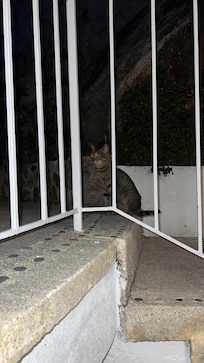 Este es uno de los gatitos residentes el cual le di de comer y le brinde atención los 6 días que estuve ahí!! Me regresé con el corazón roto al saber que ya no tendrá que comer!! Ojalá los ayuden a no pasar hambre y ya no sean ignorados!!
