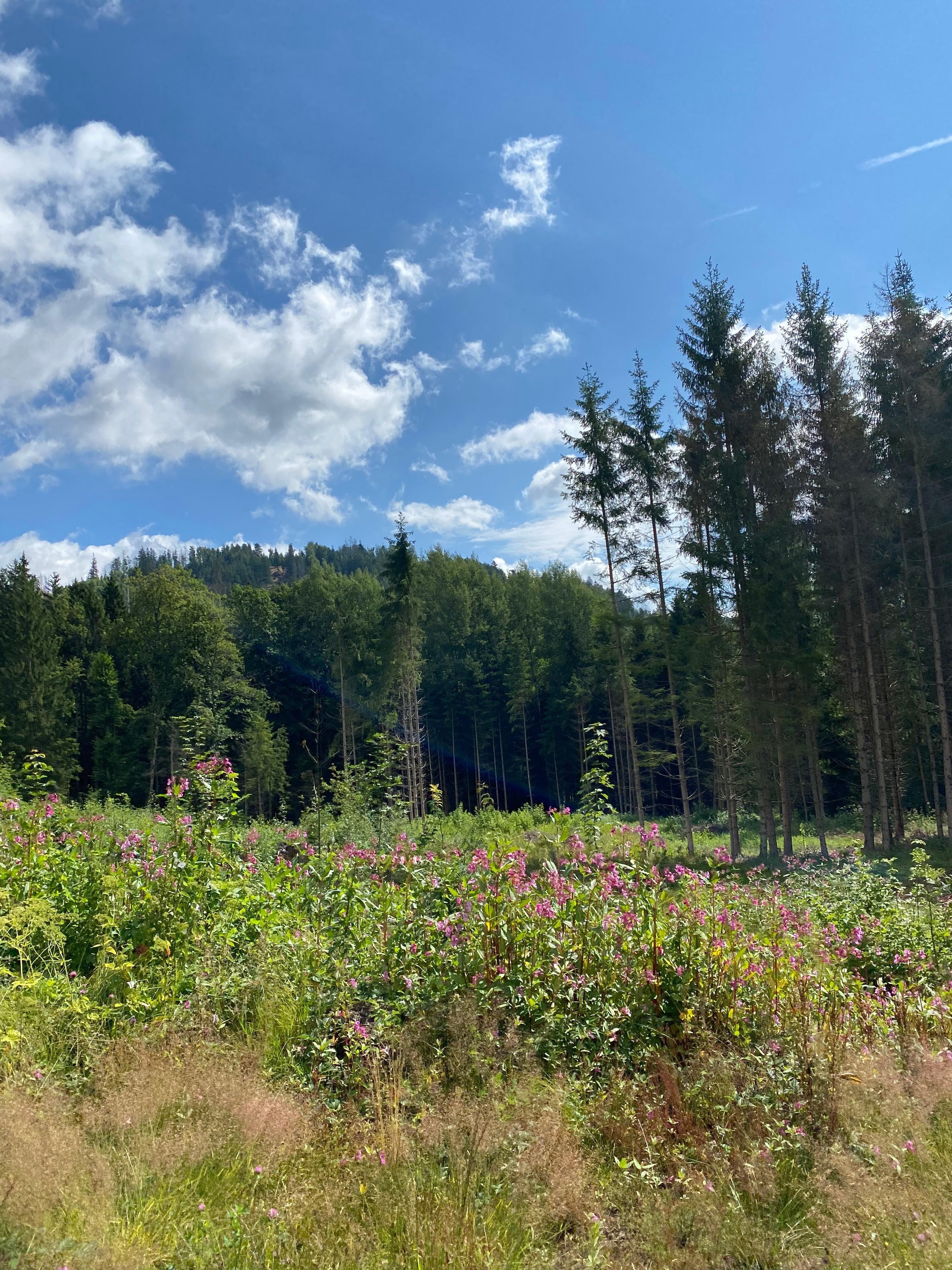 Umgebung von Zwiesel