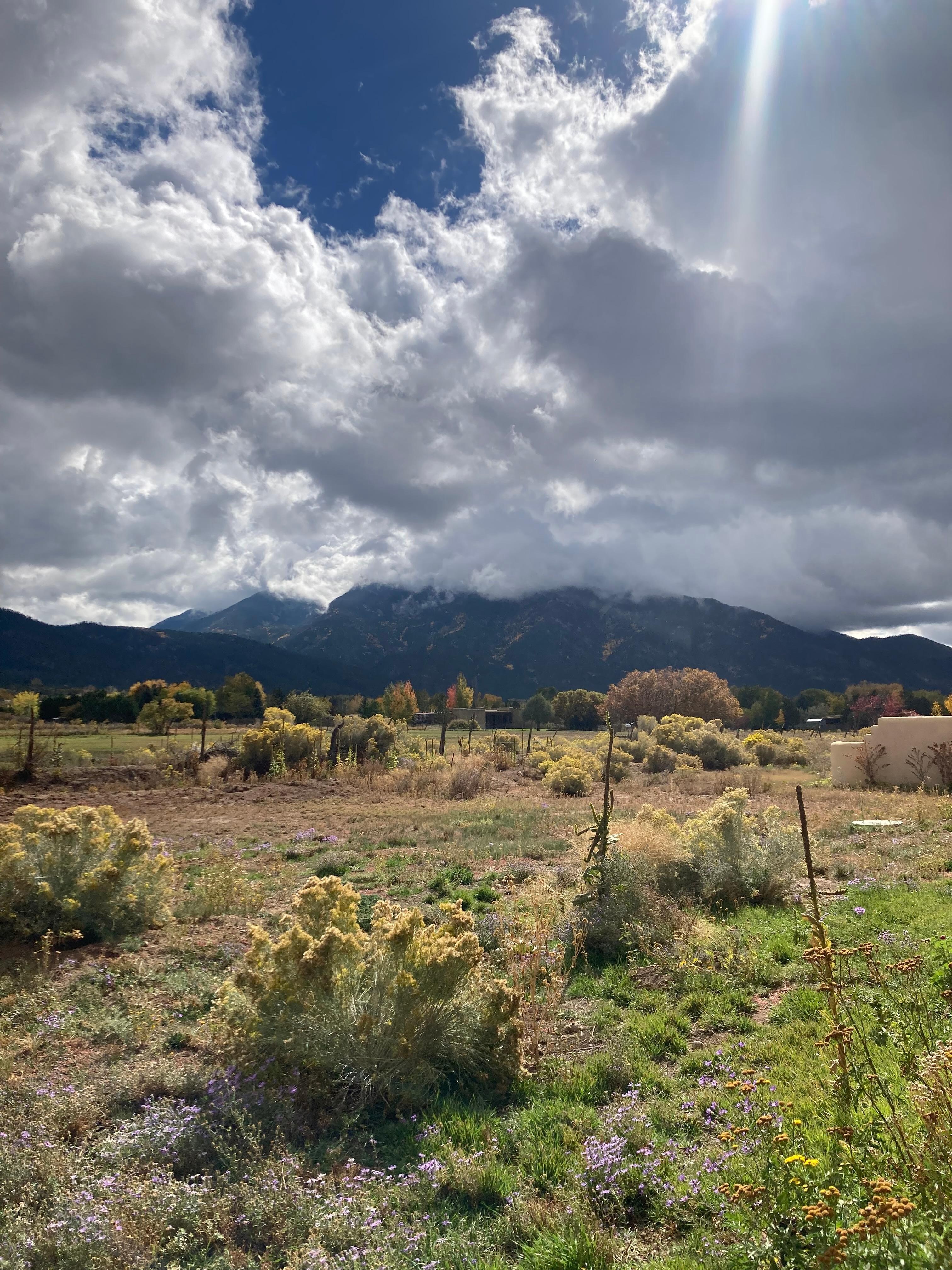 view from the back patio