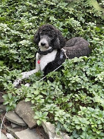 Our fur baby loved the cabin. Pets and Stuff groomer, located 6 minutes from the cabin is a wonderful groomer. When you are visiting.