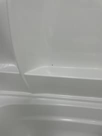 Fruit fly