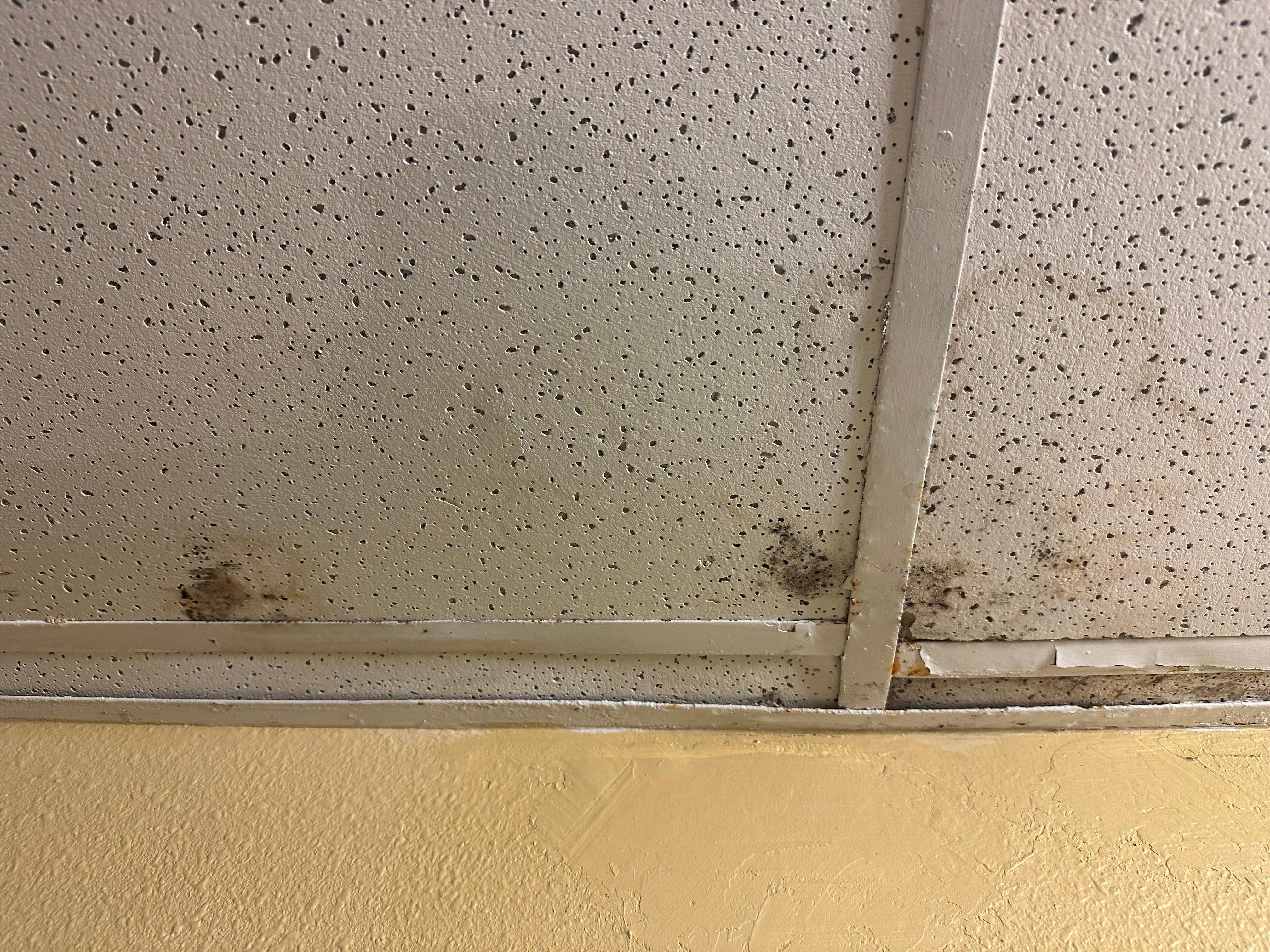 Mold on ceiling 