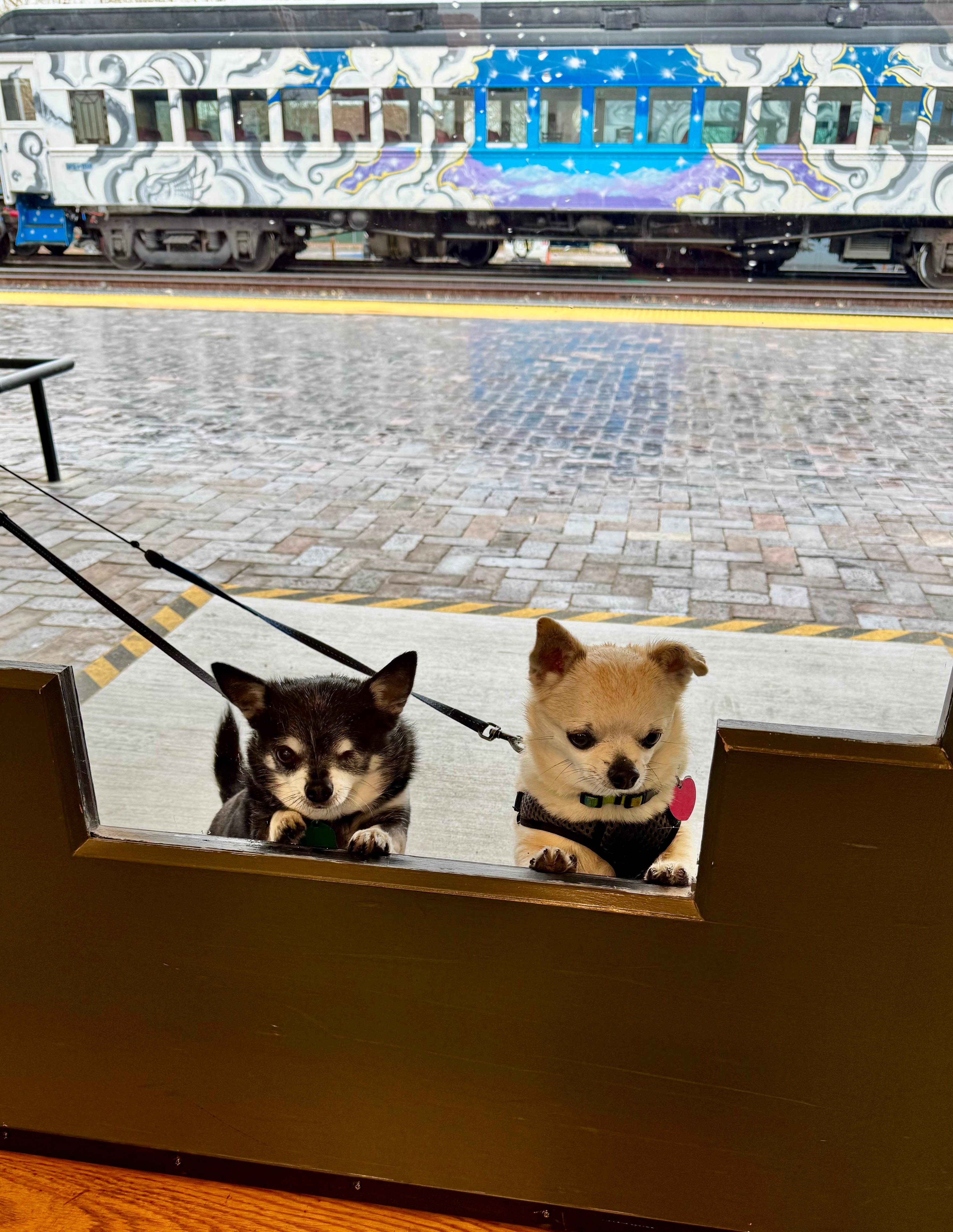 Dogs peeking into the visitor center at the Railyard
