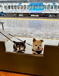 Dogs peeking into the visitor center at the Railyard