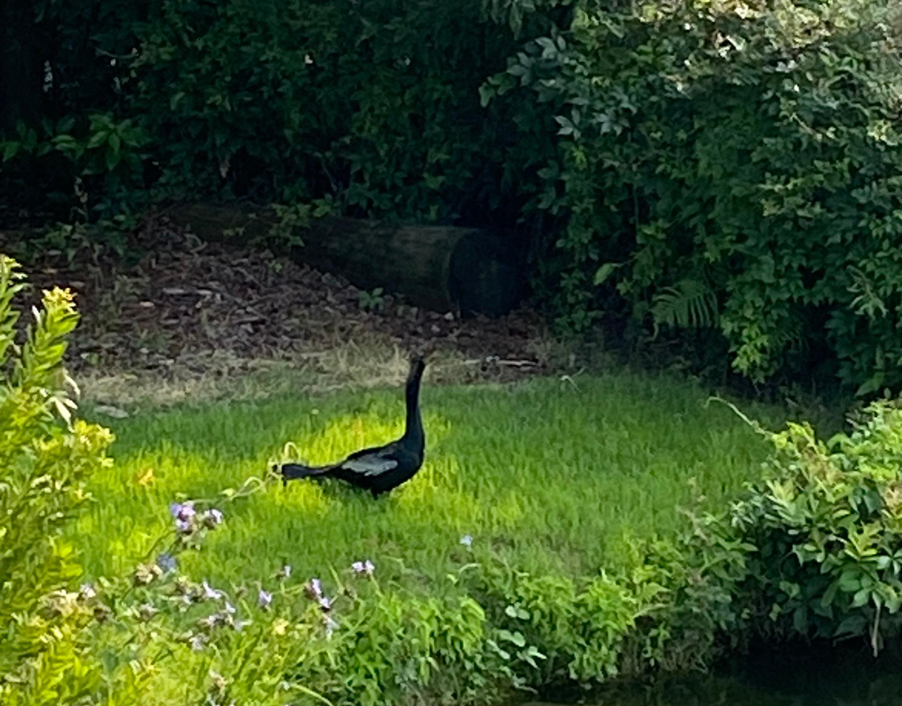 We named him Bernie the Bird!