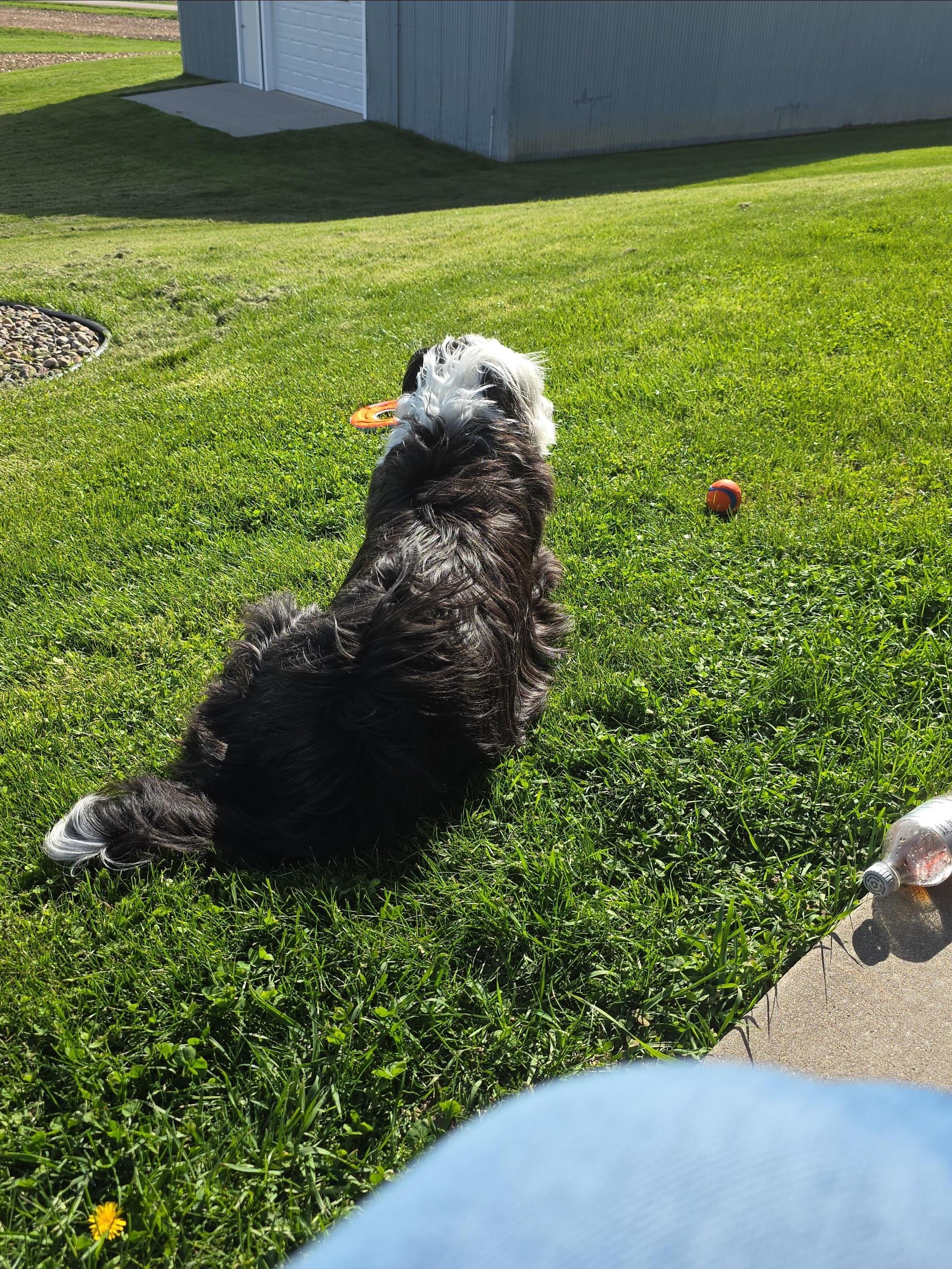 Ranger enjoying the outdoors