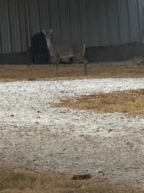 Doe on our first morning.