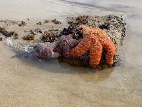 On beach very close to property