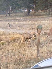 Mule deer neighbors paid a visit