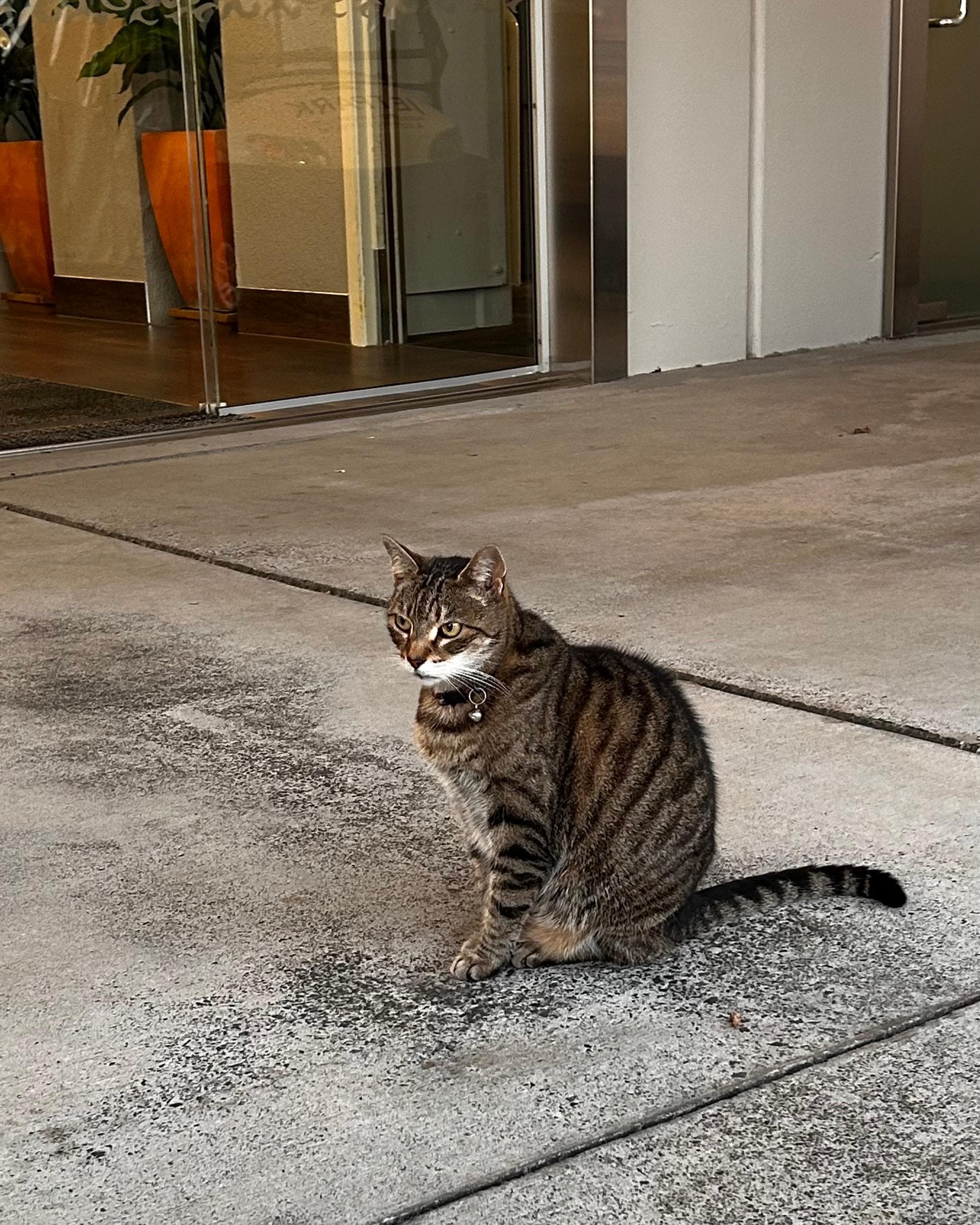 Loved the “welcome committee” kitty!