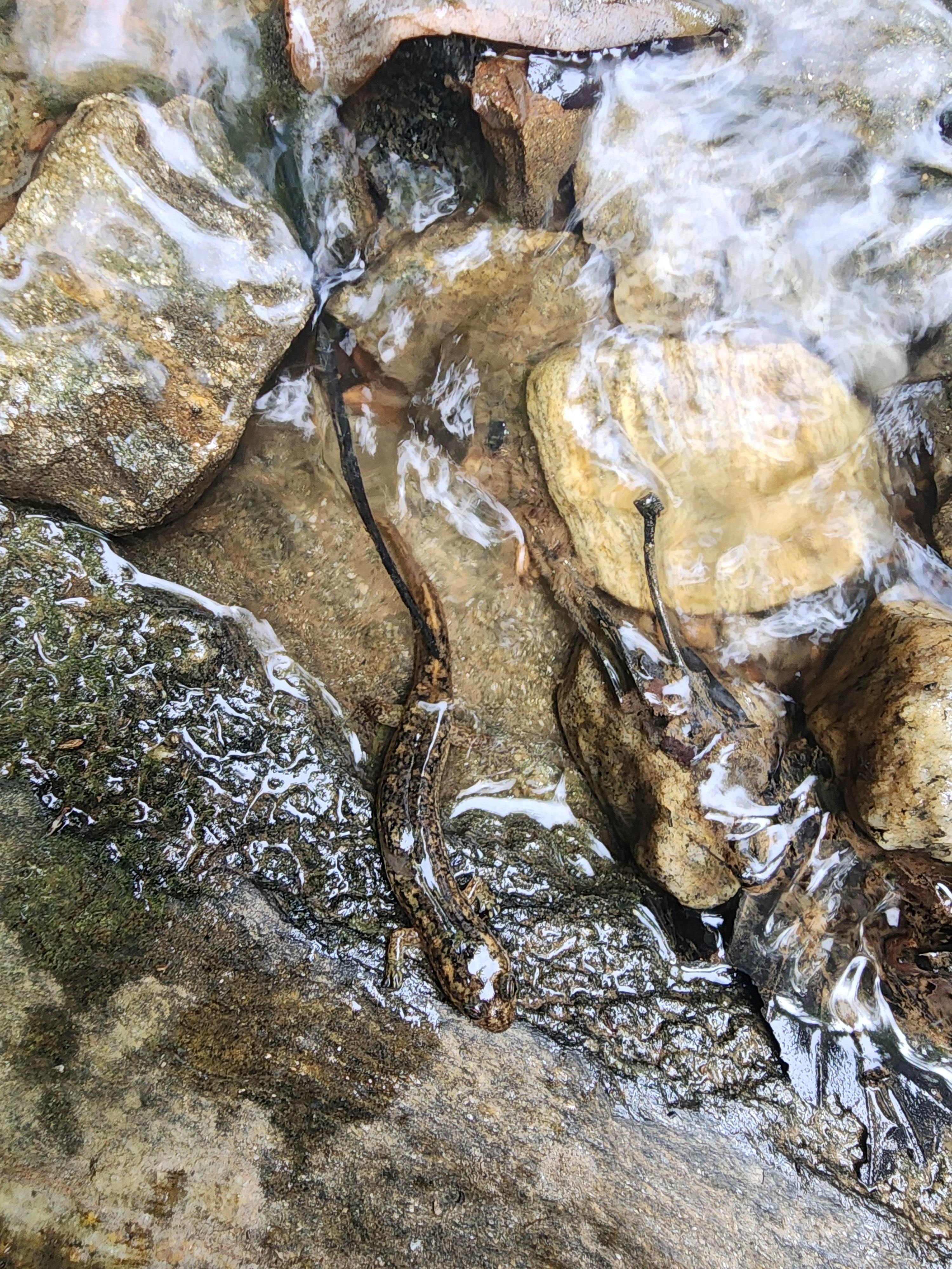 River salamander 