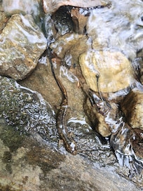 River salamander