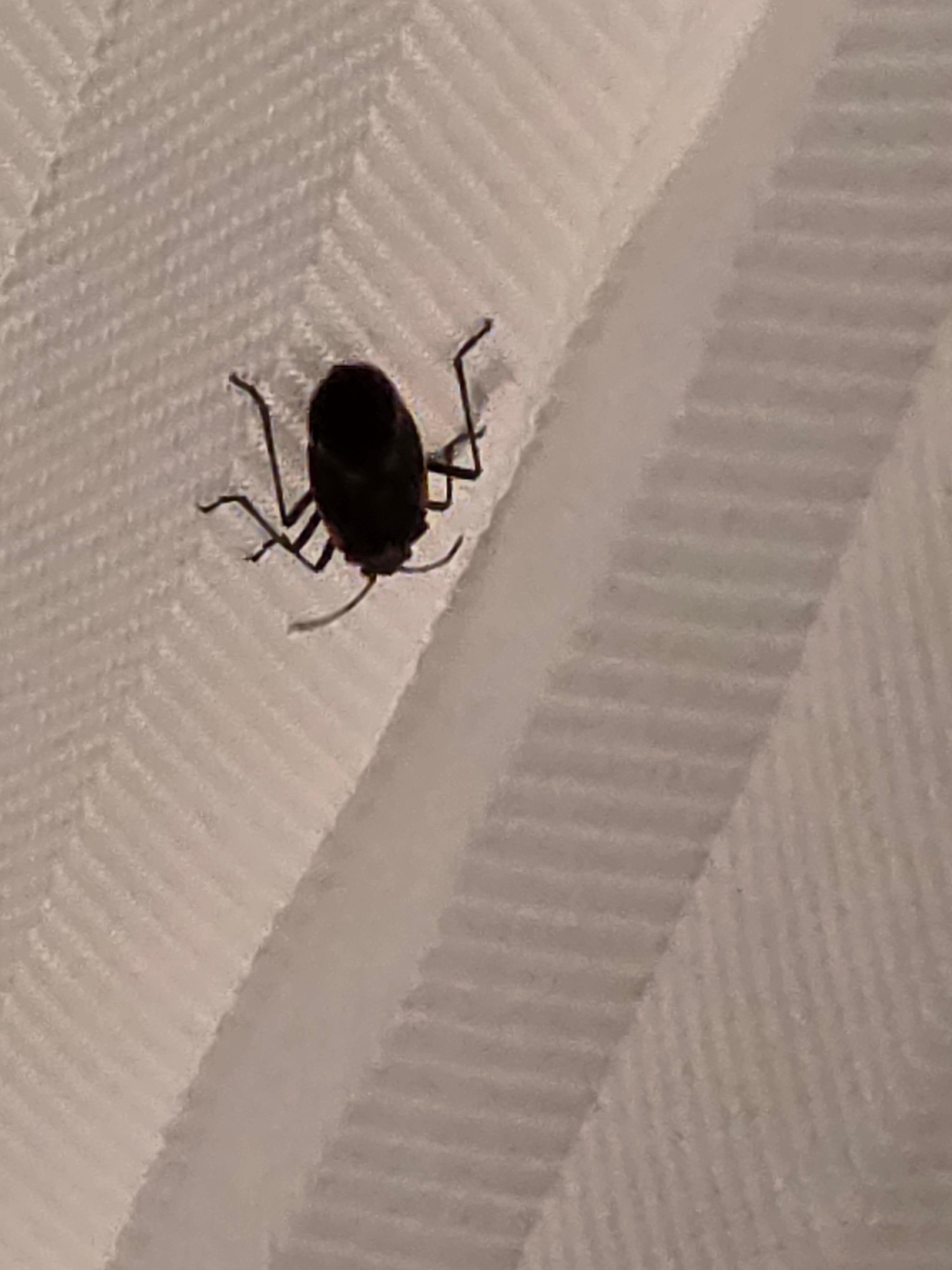 Bugs in restroom and bedroom.