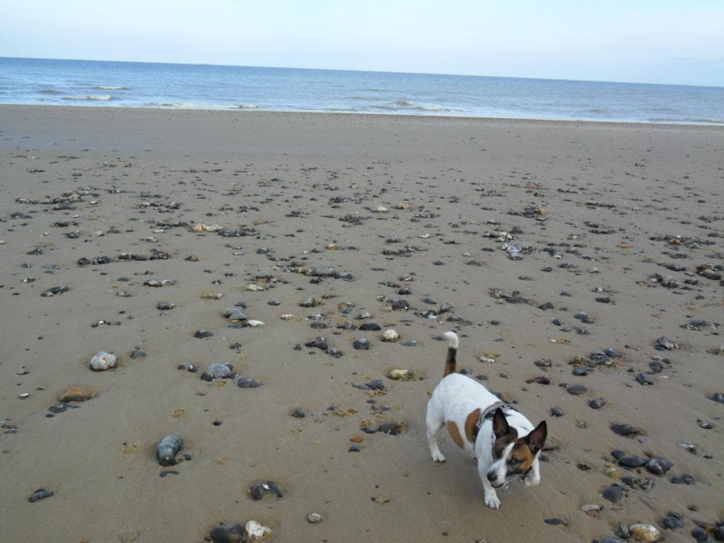 Beach allows dogs from Oct-April