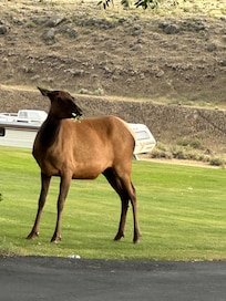 Elk when we arrived and parked at hotel.