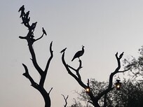 Peacocks abound