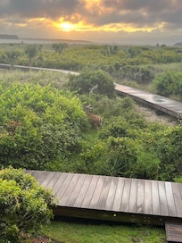 Boardwalk directly behind condos