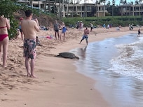 Kapalua Bay excellent snorkeling. Best on the island.