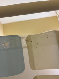 Mildew/mold