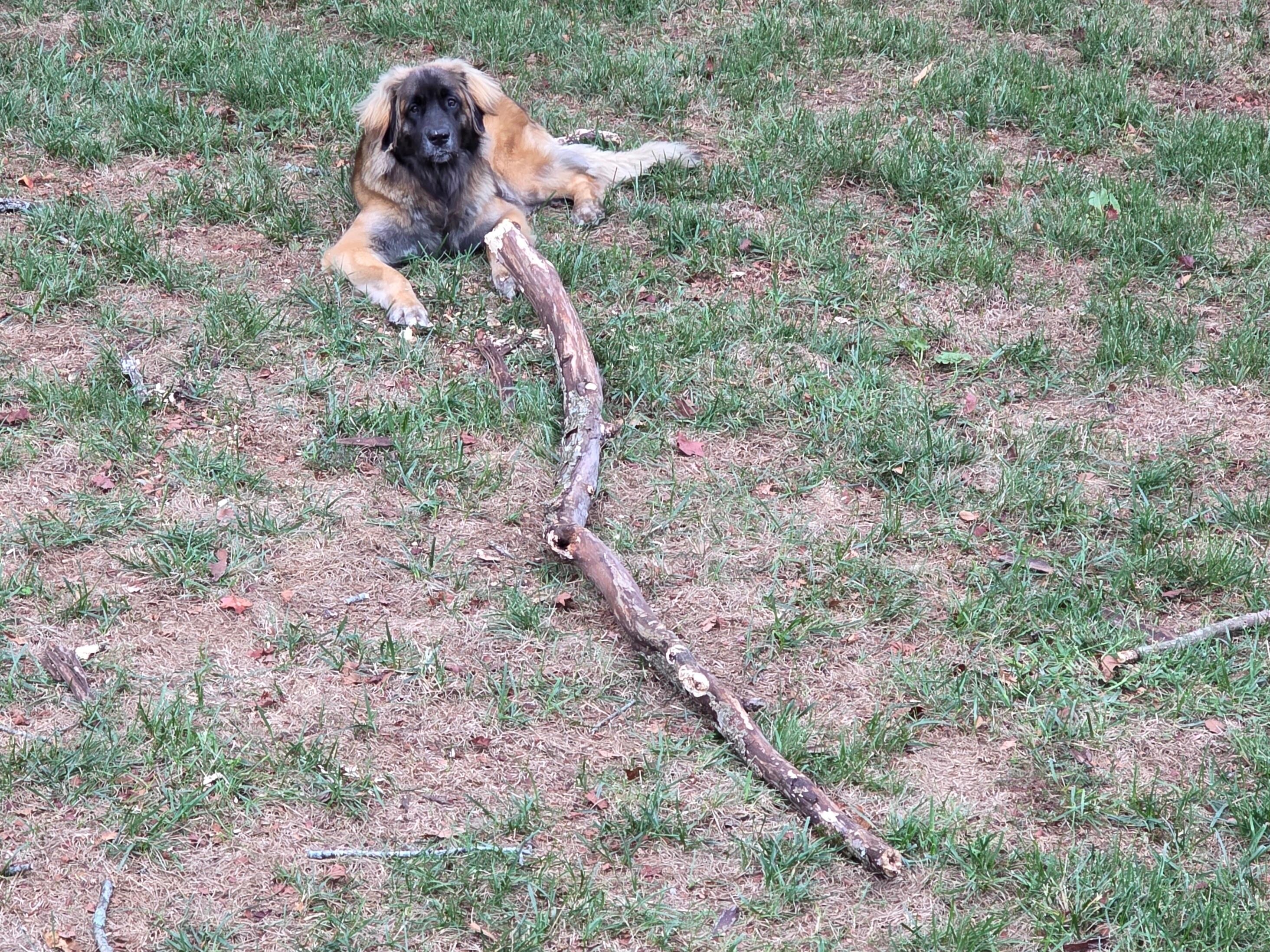 Rio really enjoyed the fenced in backyard to run and play in with her brother!