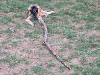 Rio really enjoyed the fenced in backyard to run and play in with her brother!