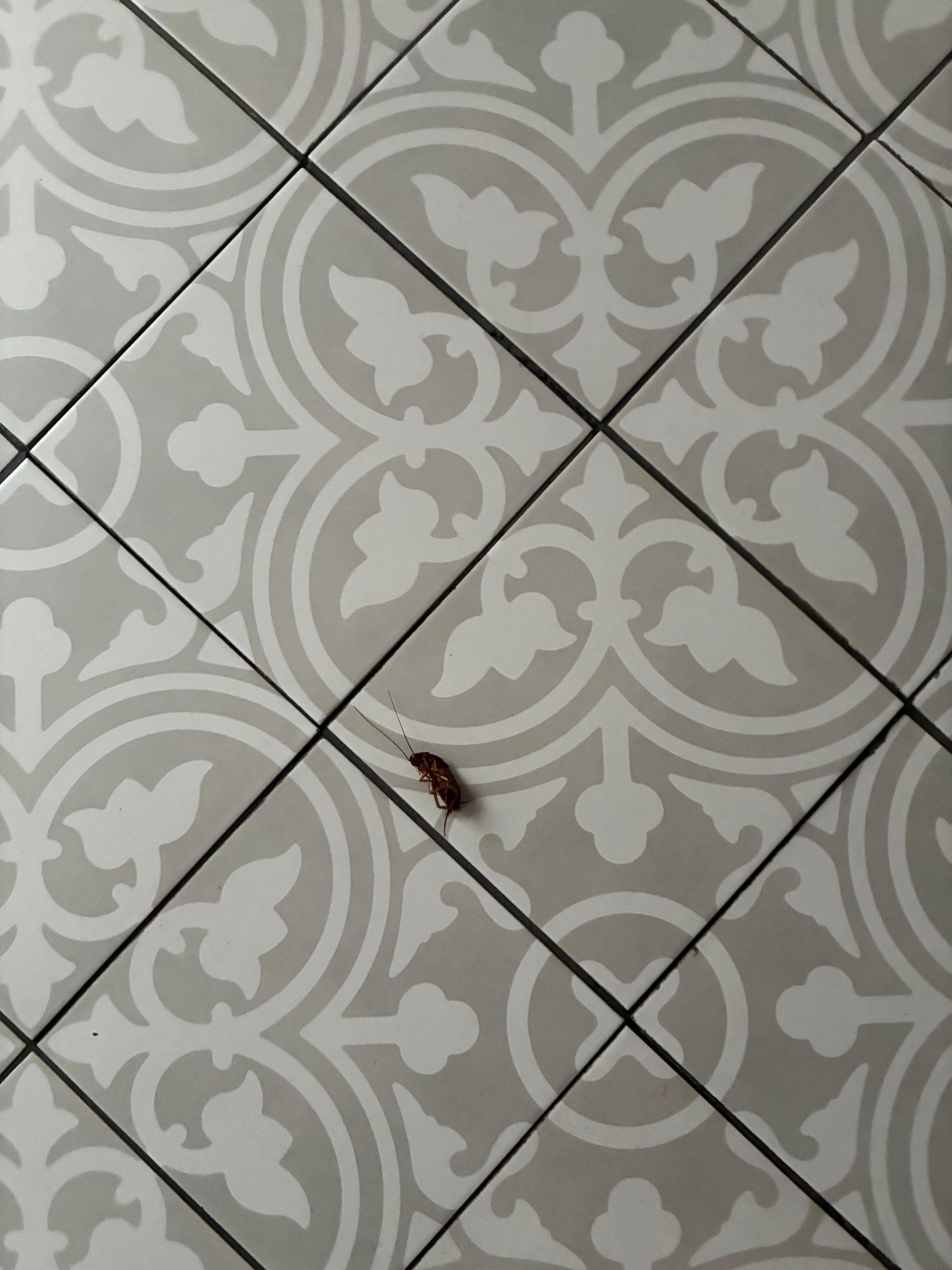 This was the second roach killed