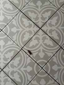 This was the second roach killed