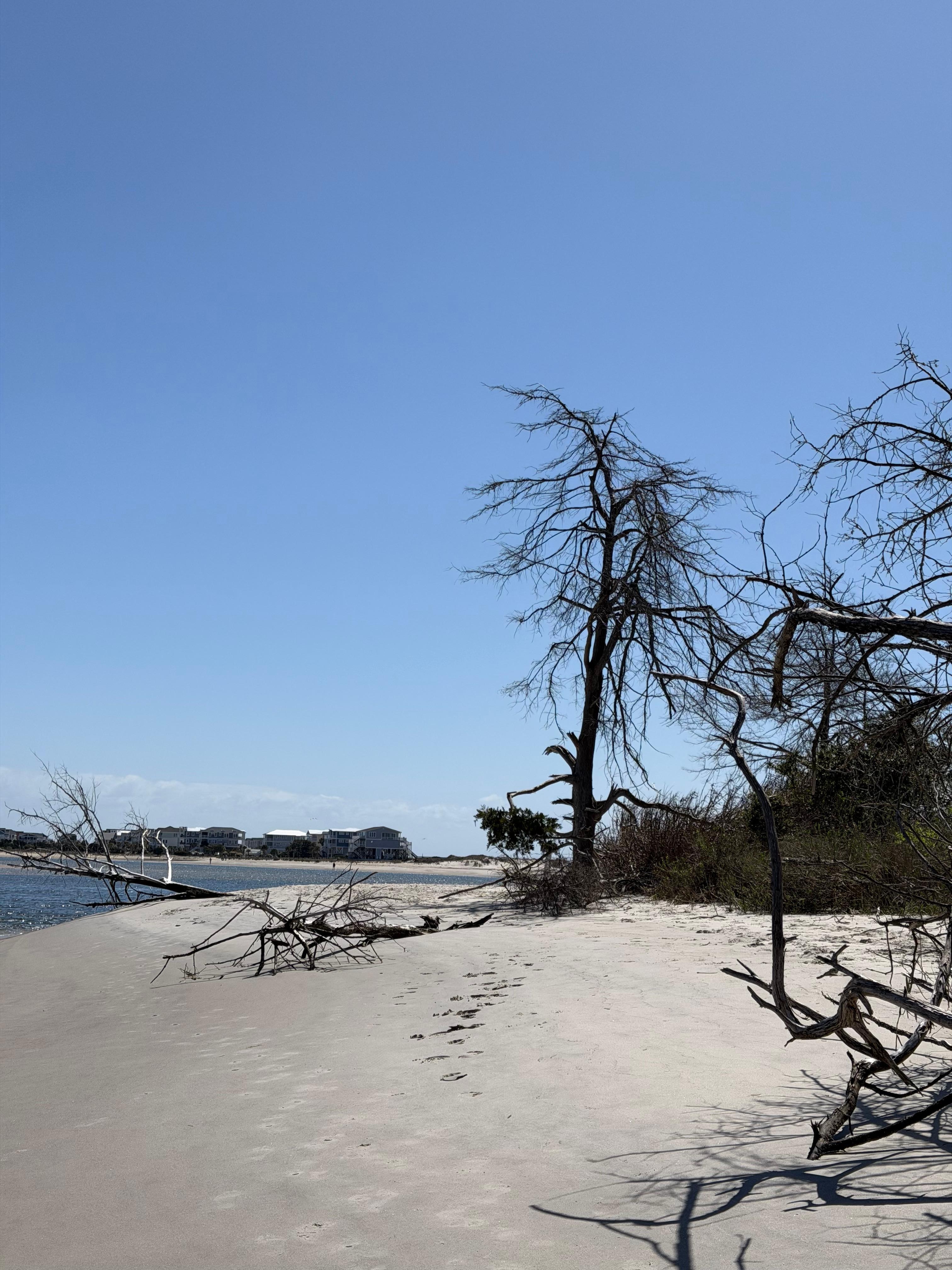 Sand and driftwood.