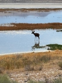 Elk at Antelope Island
