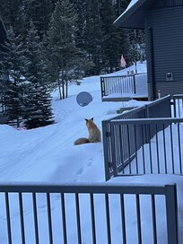 View of the local fox outside the back patio