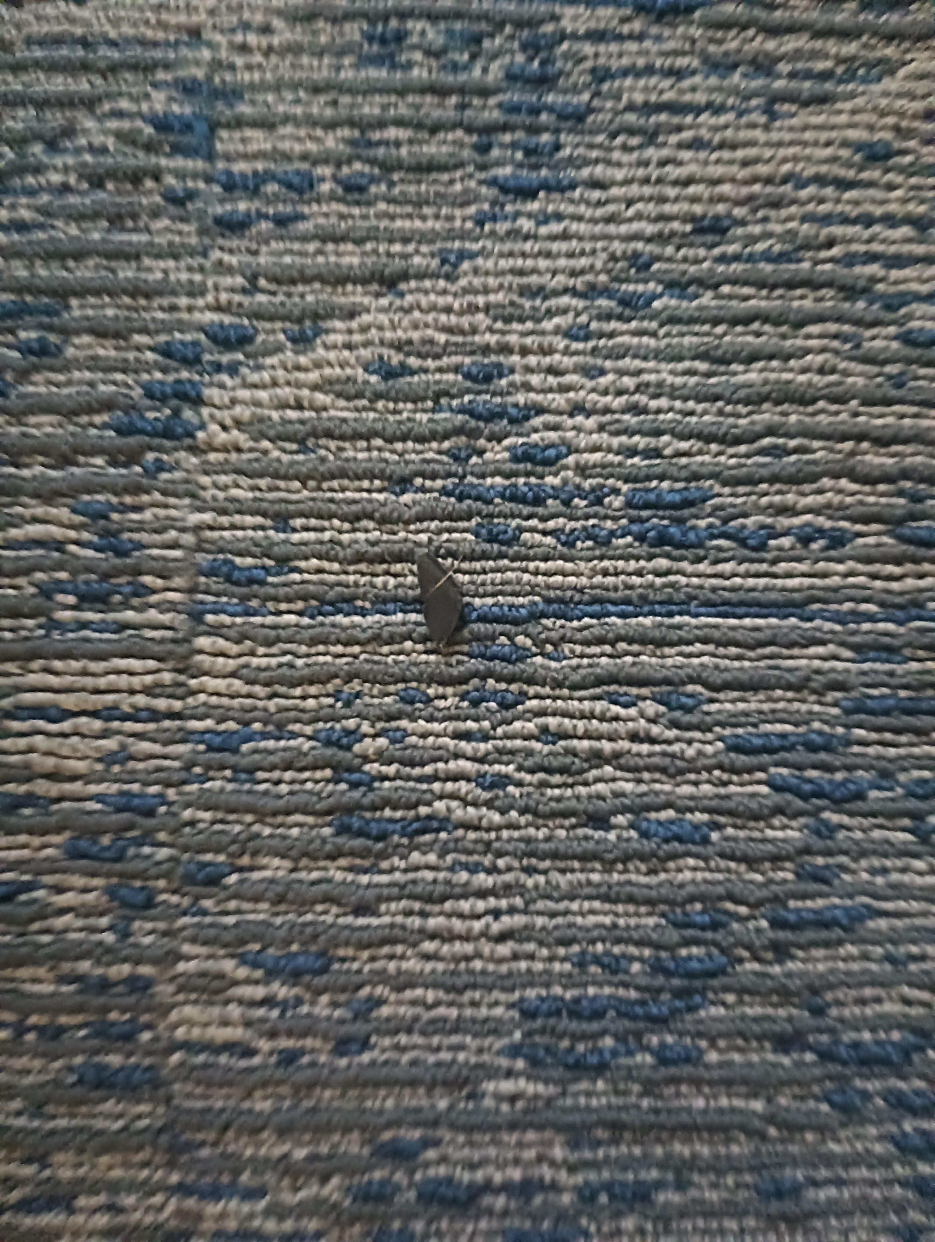 More dead bugs in room