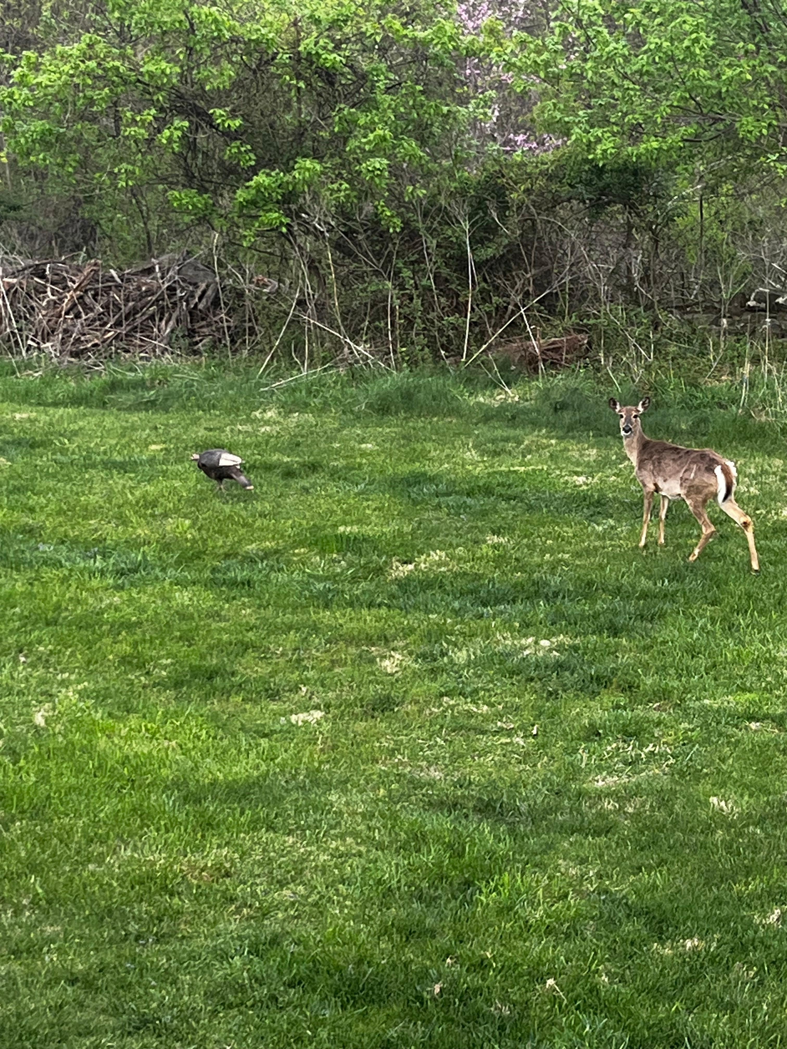 The local wildlife