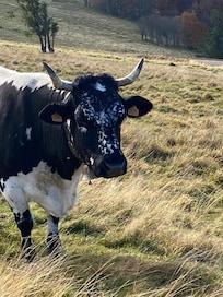 Bei der Wanderung auf Hohneck
