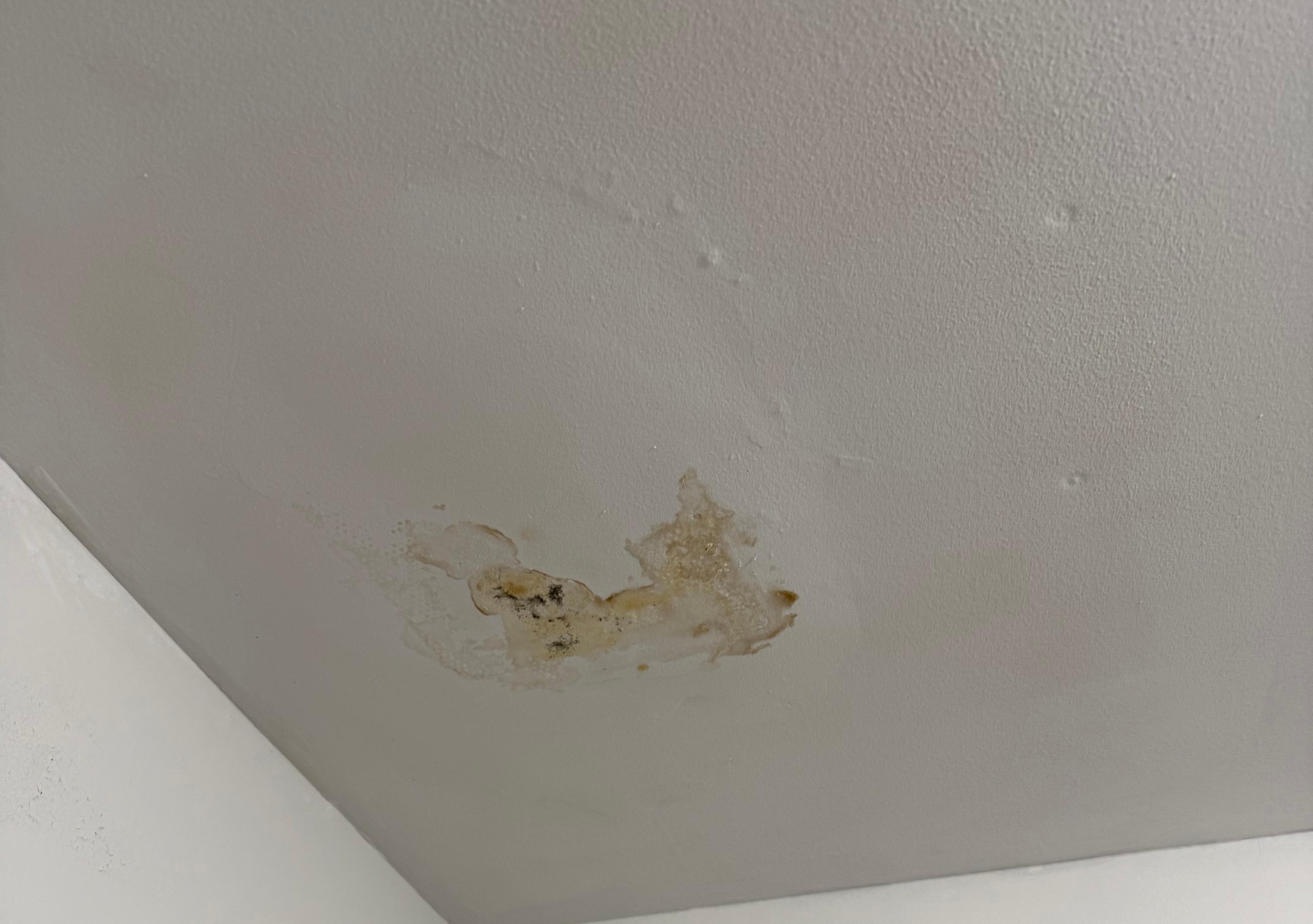 Moldy wet stains all over